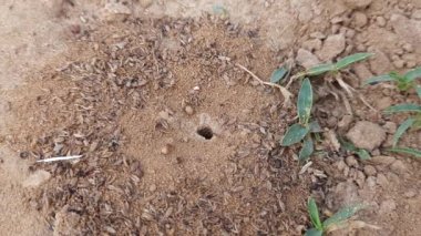 Colony of ants. Ants are making their home and Digging the soil from inside is bringing it out. Anthill of Ants in ground.Colony of Ant work together to make their nest deep inside the field. 