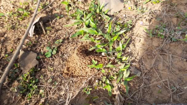 Colony Ants Ants Making Home Digging Soil Bringing Out Anthill — Stockvideo