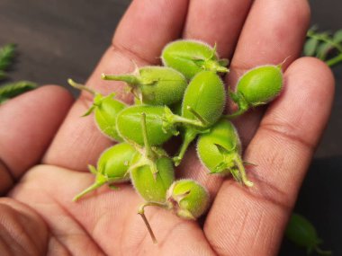 Taze yeşil nohut kabuğu. Nohut, Fabaceae ailesinin yıllık adıdır. Nohut çekirdekleri yüksek proteinlidir. Diğer adı Bengal gram, garbanzo, garbanzo fasulyesi, Mısır bezelyesi.. 