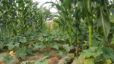 Mısır Mısır Tarlası Tarım Alanı. Yeşil mısır tarlası. Mısır tarlası. Mısır aynı zamanda mısır olarak da bilinir. Mısır Tarlası Kırsal Çiftliği. Yeşil Mısır Mısır Mısır Bitkileri.