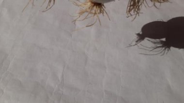 Taze soğan veya taze soğan. Yapraklı yeşil soğan. Tüm dünyada en popüler sebzelerden biridir. Bu bir sebze kökü. Yumru ve yaprağı bitkisel hayata giriyor. Deniz tarakları. 4k video.