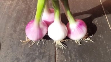 Taze soğan veya taze soğan. Yapraklı yeşil soğan. Tüm dünyada en popüler sebzelerden biridir. Bu bir sebze kökü. Yumru ve yaprağı bitkisel hayata giriyor. Deniz tarakları. 4k video.