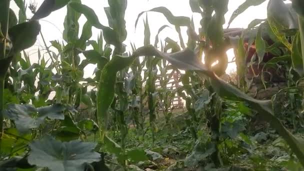 Kukorica Kukorica Mezőgazdasági Terület Zöld Kukoricamező Kukoricaültetvény Kukorica Más Néven — Stock videók
