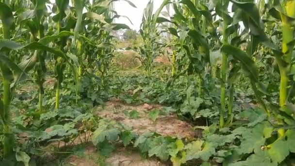 Maïs Maïs Landbouw Veld Groene Maïsveld Maïsplantage Maïs Ook Bekend — Stockvideo