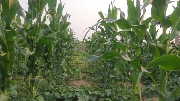 Kukorica Kukorica Mezőgazdaság Természetvédelmi Terület Zöld Kukoricamező Kukoricaültetvény Kukorica Más — Stock videók