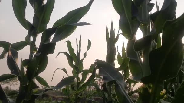 Сельское Хозяйство Кукурузы Зеленое Поле Кукурузы Кукурузные Плантации Кукуруза Известна — стоковое видео