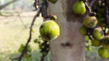 Ficus racemosa meyveleri. Diğer adları İncir Kümesi, Kırmızı Nehir İncir ve Geyiği. Moraceae familyasından bir bitki türü. Avustralya ve tropikal Asya 'ya özgüdür..