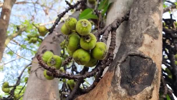Φρούτα Ficus Racemosa Άλλα Του Ονόματα Είναι Σύκο Κόκκινο Ποτάμι — Αρχείο Βίντεο