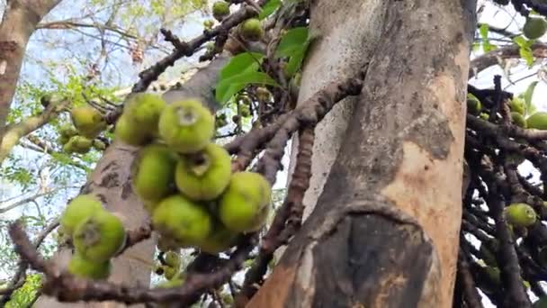Ficus Racemosa Фрукты Другие Названия Кластер Инжир Красная Река Инжир — стоковое видео