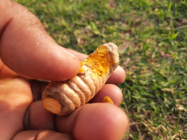 Çiğ ve taze zerdeçal. Rizomları suda kaynatılır ve kurutulur, daha sonra birçok Asya mutfağında tatlandırıcı ve tatlandırıcı olarak kullanılan koyu turuncu bir toz haline getirilir.. 