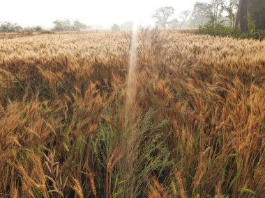 Güneşli bir günde altın buğday tarlasının panoramik manzarası. Çayır ve mavi gökyüzü. Hindistan 'da mavi gökyüzünün altında buğday tarlası. Altın tarım alanının güzel manzarası. Gün doğumu.