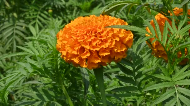 Vakker Blomst Marigold Tagetes Årlig Mostlyherbacous Plantsin Familien Asteraceae Blant – stockvideo