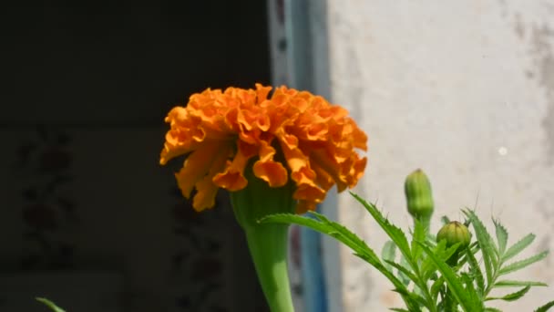 Krásná Oranžová Marigold Květina Tagetes Roční Nejbylinkovitější Rostliny Rodiněasteraceae Jsou — Stock video