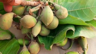 Madhuca Longifolia meyveleri. Geleneksel Hint yemeğinin bir parçası. Diğer adı: mahuka, mahuwa, mahua, mahwa, mohulo, Iluppai ve vippa chettu. Yaz mevsiminde bulunur..