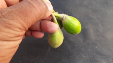 Madhuca Longifolia meyveleri. Geleneksel Hint yemeğinin bir parçası. Diğer adı: mahuka, mahuwa, mahua, mahwa, mohulo, Iluppai ve vippa chettu. Yaz mevsiminde bulunur..