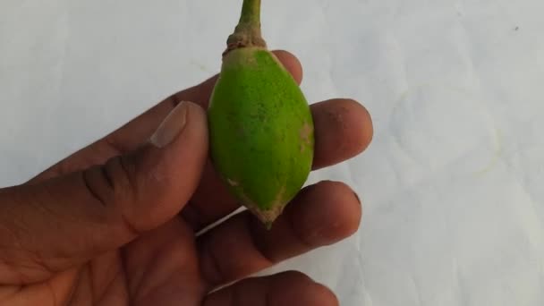 Madhuca Longifolia Frutas Parte Una Comida Tradicional India Sus Otros — Vídeos de Stock