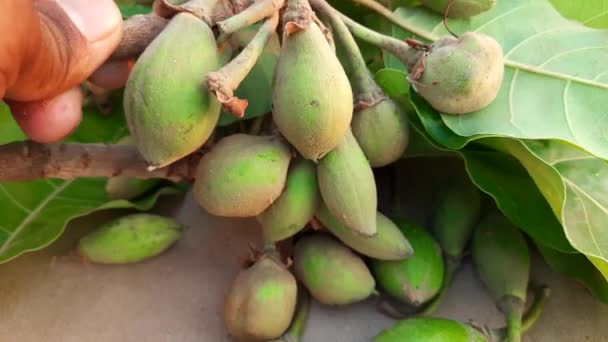 Fructe Madhuca Longifolia Face Parte Dintr Aliment Tradițional Indian Celelalte — Videoclip de stoc