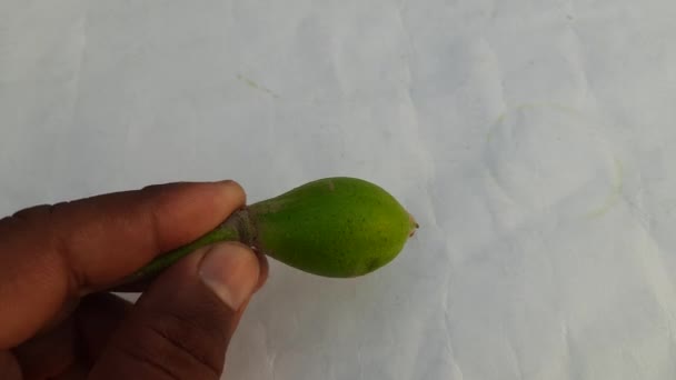 Madhuca Longifolia Vruchten Het Maakt Deel Uit Van Een Traditioneel — Stockvideo