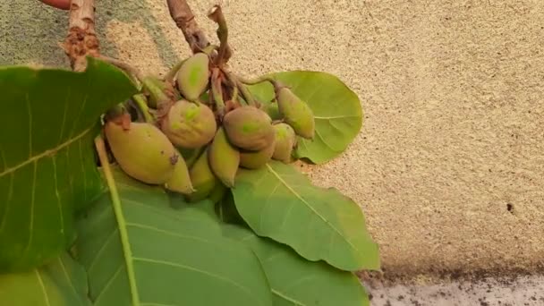 Φρούτα Madhuca Longifolia Είναι Μέρος Ενός Παραδοσιακού Ινδικού Φαγητού Άλλο — Αρχείο Βίντεο