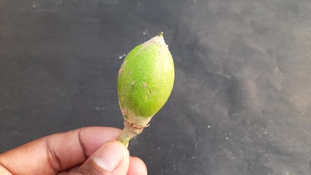 Madhuca Longifolia Früchte Ist Teil Eines Traditionellen Indischen Essens Seine — Stockvideo