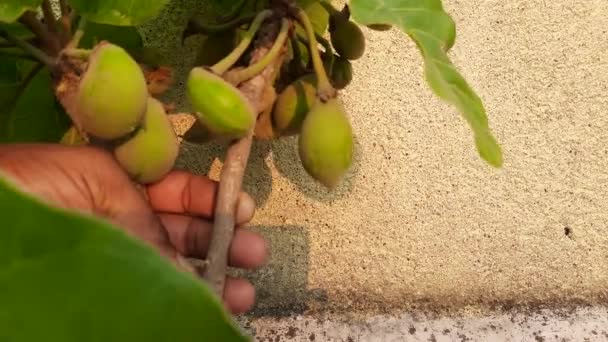Φρούτα Madhuca Longifolia Είναι Μέρος Ενός Παραδοσιακού Ινδικού Φαγητού Άλλο — Αρχείο Βίντεο