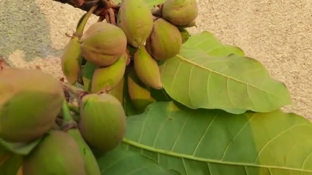 Madhuca Longifolia水果 它是印度传统食品的一部分 它的其他名称有 Mahuwa Mahuwa Mahwa Mohulo Iluppai和Vippa Chettu — 图库视频影像