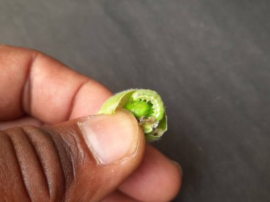 Yeşil nohut yiyen güve tırtılları. Bu solucan yeşil bezelye kabuğunda yaşar ve onu yer. Yeşil gramın içindeki böcek. Yeşil böcekler. 