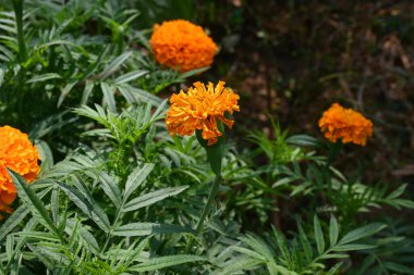 Güzel bir portakal kadife çiçeği. Etiketler, Asteraceae familyasına ait uzun ömürlü bir bitki türü. İngiliz asmarigoldlarında bilinen çeşitli bitki grupları arasındadırlar..