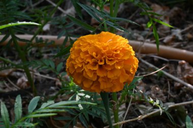 Güzel bir portakal kadife çiçeği. Etiketler, Asteraceae familyasına ait uzun ömürlü bir bitki türü. İngiliz asmarigoldlarında bilinen çeşitli bitki grupları arasındadırlar..