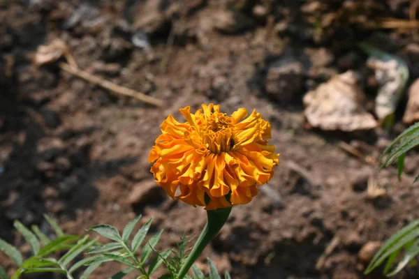 Beautiful Orange Marigold Flower Tagetes Annualorperennial Mostlyherbaceous Plantsin Familyasteraceae Вони — стокове фото