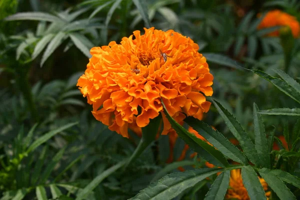 stock image Beautiful orange marigold flower.Tagetes is a annualorperennial mostlyherbaceous plantsin the familyAsteraceae. They are among several groups of plants known in English asmarigolds.