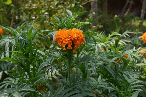 Krásná Oranžová Marigold Květina Tagetes Roční Nejbylinkovitější Rostliny Rodiněasteraceae Jsou — Stock fotografie
