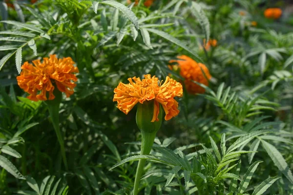 Bela Flor Calêndula Alaranjada Tagetes Uma Planta Anualorperene Maioritariamente Herbácea — Fotografia de Stock
