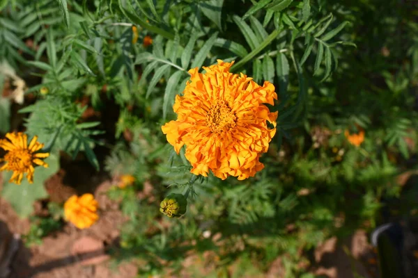 美しいオレンジ色のマリーゴールドの花 タゲテスは 主に草本植物科の多年生植物です 英語のAsmarigoldで知られている植物のいくつかのグループの中にあります — ストック写真