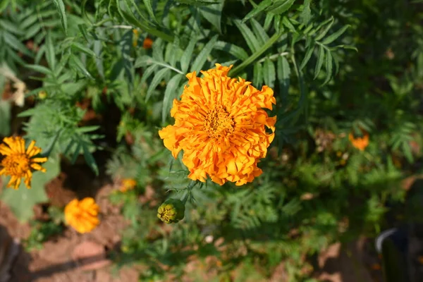 美しいオレンジ色のマリーゴールドの花 タゲテスは 主に草本植物科の多年生植物です 英語のAsmarigoldで知られている植物のいくつかのグループの中にあります — ストック写真