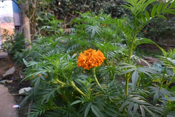 Όμορφο Πορτοκαλί Λουλούδι Marigold Tagetes Είναι Ένα Ετήσιο Φυτό Mostlyποώδη — Φωτογραφία Αρχείου