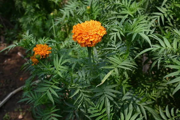 Indah Oranye Marigold Flower Tagetes Adalah Annualorperennial Mostlyherbaceous Perkebunan Familyasteraceae Stok Gambar
