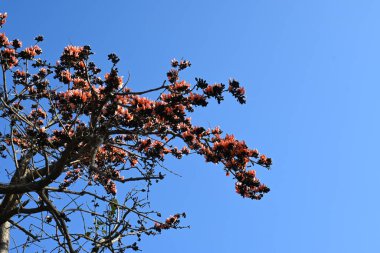 Mavi gökyüzü arka planında tek permalı çiçekler. Buteanative 'in bir türüdür. Diğer adı ormanın alevi ve piç meşesi. Turuncu Palas çiçeği.
