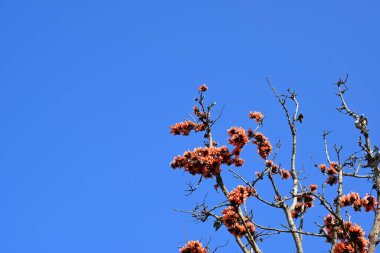 Mavi gökyüzü arka planında tek permalı çiçekler. Buteanative 'in bir türüdür. Diğer adı ormanın alevi ve piç meşesi. Turuncu Palas çiçeği.