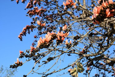 Mavi gökyüzü arka planında tek permalı çiçekler. Buteanative 'in bir türüdür. Diğer adı ormanın alevi ve piç meşesi. Turuncu Palas çiçeği.