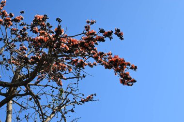 Mavi gökyüzü arka planında tek permalı çiçekler. Buteanative 'in bir türüdür. Diğer adı ormanın alevi ve piç meşesi. Turuncu Palas çiçeği.