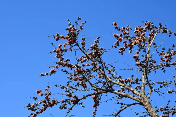 stock image Butea monosperma flowers in blue sky background. It is a  species ofButeanative.  Its other names flame of the forest,andbastard teak. Orange Palas flower.