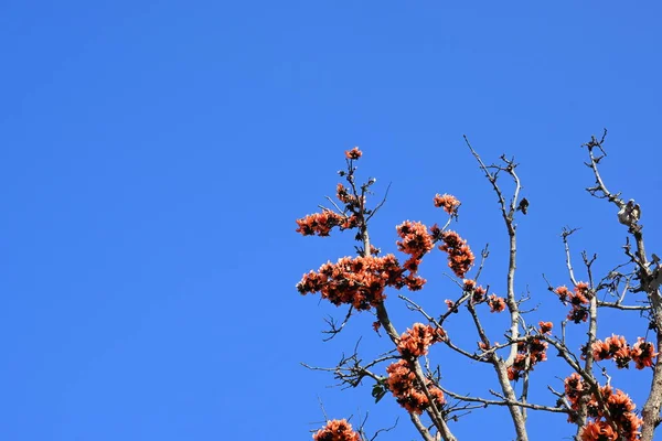 Butea Monosperma Flowers Blue Sky Background Species Ofbuteanative Its Other — Stock Photo, Image