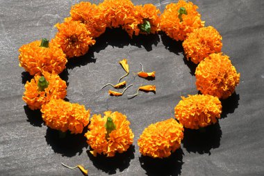 Siyah arka planda kadife çiçeği. Tagetes, Asteraceae familyasından yıllık olarak üretilen bir bitki türü. İngiliz asmarigoldlarında bilinen çeşitli bitki grupları arasındadırlar..