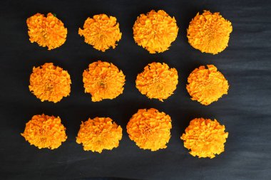 Siyah arka planda kadife çiçeği. Tagetes, Asteraceae familyasından yıllık olarak üretilen bir bitki türü. İngiliz asmarigoldlarında bilinen çeşitli bitki grupları arasındadırlar..