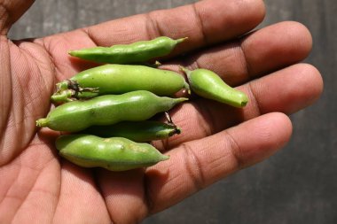 Vicia Faba sebzesi. Diğer adı fasulye, fava fasülyesi, veya faba fasülyesi. Bu bir tür vejetaryendir. Bezelye ve fasulye familyasında çiçek açan bir bitki..