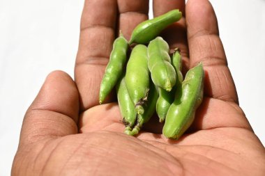 Vicia Faba sebzesi. Diğer adı fasulye, fava fasülyesi, veya faba fasülyesi. Bu bir tür vejetaryendir. Bezelye ve fasulye familyasında çiçek açan bir bitki..