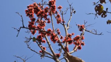 Mavi gökyüzü arka planında tek permalı çiçekler. Buteanative 'in bir türüdür. Diğer adı ormanın alevi ve piç meşesi. Turuncu Palas çiçeği.