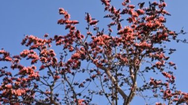 Mavi gökyüzü arka planında tek permalı çiçekler. Buteanative 'in bir türüdür. Diğer adı ormanın alevi ve piç meşesi. Turuncu Palas çiçeği.