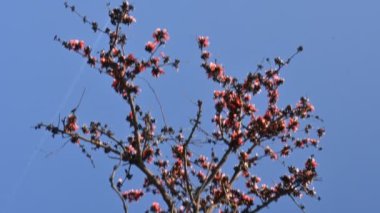 Mavi gökyüzü arka planında tek permalı çiçekler. Buteanative 'in bir türüdür. Diğer adı ormanın alevi ve piç meşesi. Turuncu Palas çiçeği.